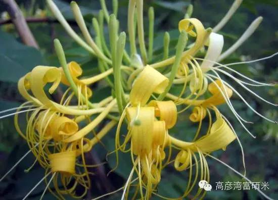 富硒茶对咽炎有效吗(硒对咽炎效果好吗)-硒宝网