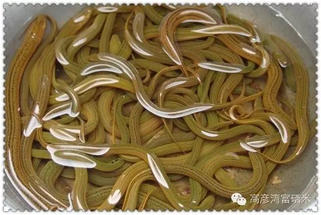 富硒茶对咽炎有效吗(硒对咽炎效果好吗)-硒宝网