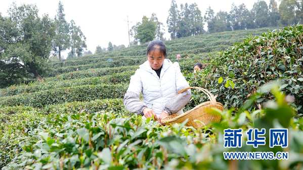 水城富硒茶和水城春（水城绿茶天然富硒茶）-硒宝网