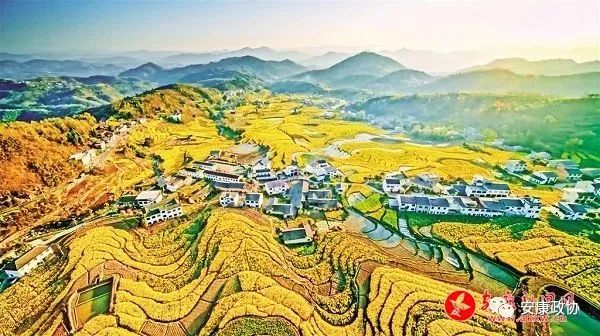 安康富硒茶白河春燕(白河春燕茶200克)-硒宝网