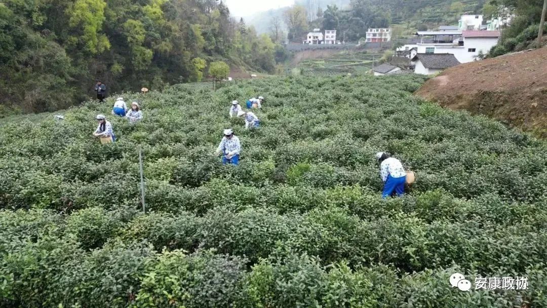 安康富硒茶白河春燕(白河春燕茶200克)-硒宝网