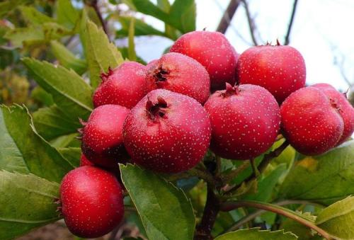 河北富硒普洱茶批发（河北哪里产茶叶）-硒宝网