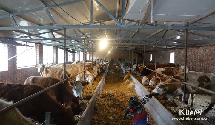 河北富硒普洱茶批发（河北哪里产茶叶）-硒宝网