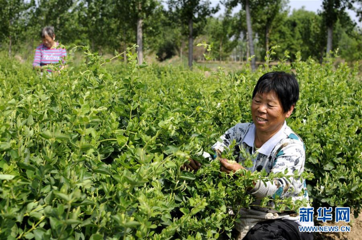 河北富硒普洱茶批发（河北哪里产茶叶）-硒宝网