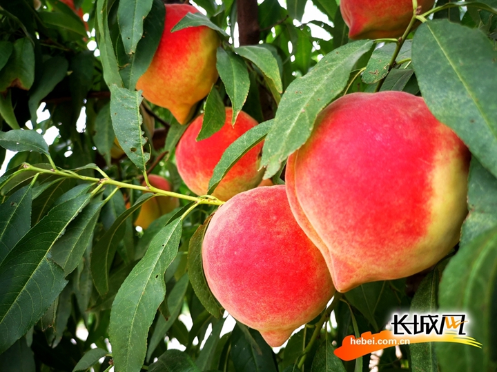 河北富硒普洱茶批发（河北哪里产茶叶）-硒宝网