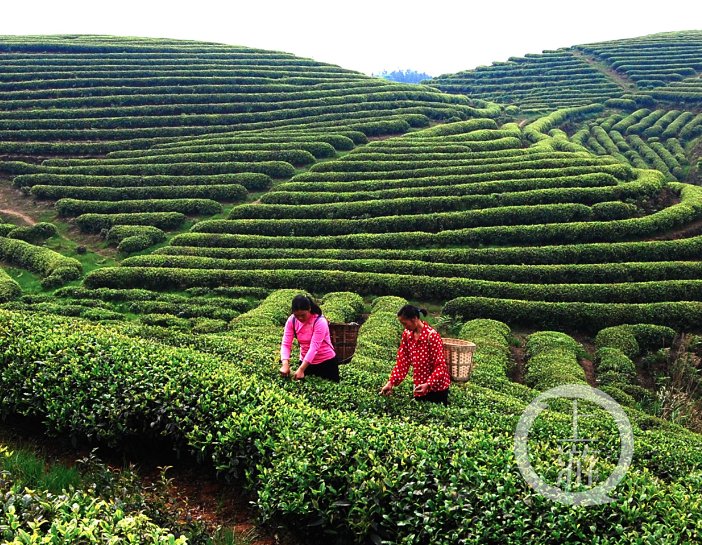 富硒茶什么品牌的好（富硒茶哪个牌子好）-硒宝网
