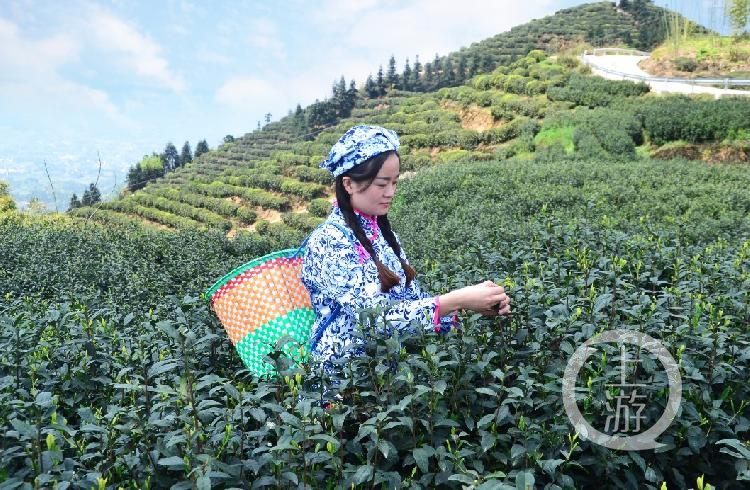 富硒茶什么品牌的好（富硒茶哪个牌子好）-硒宝网