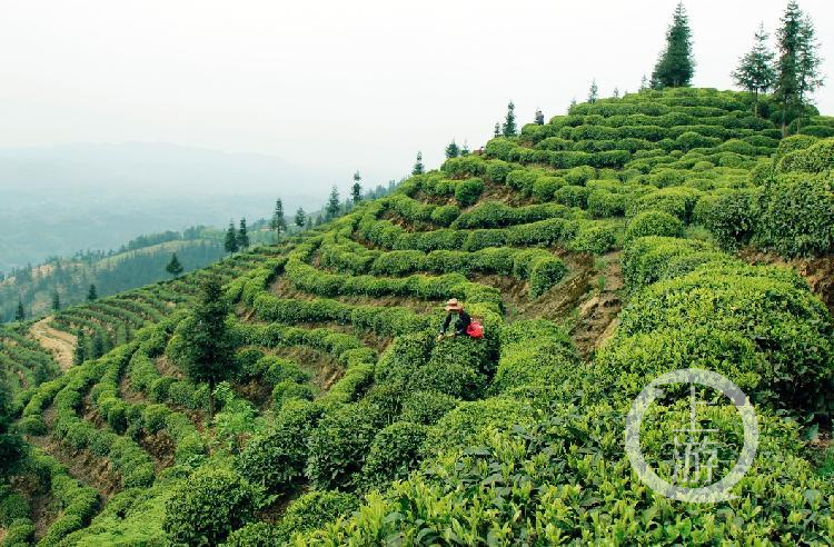 富硒茶什么品牌的好（富硒茶哪个牌子好）-硒宝网