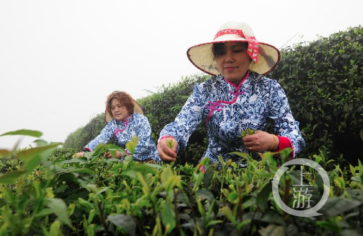 富硒茶什么品牌的好（富硒茶哪个牌子好）-硒宝网
