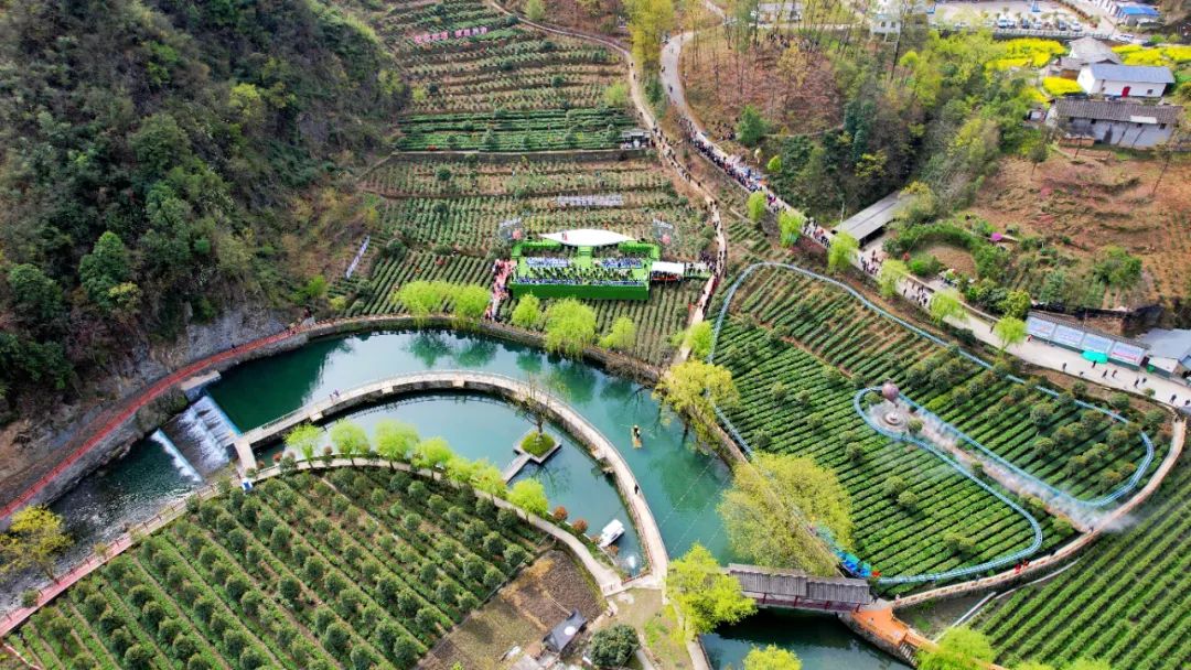 安康富硒茶白河春燕（白河春燕茶厂）-硒宝网