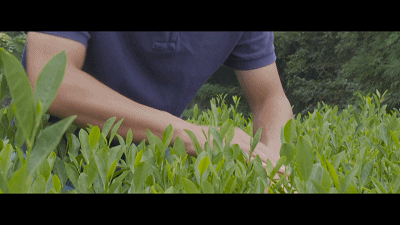 恩施富硒茶有红茶吗(红茶茶恩施富硒有什么功效)-硒宝网