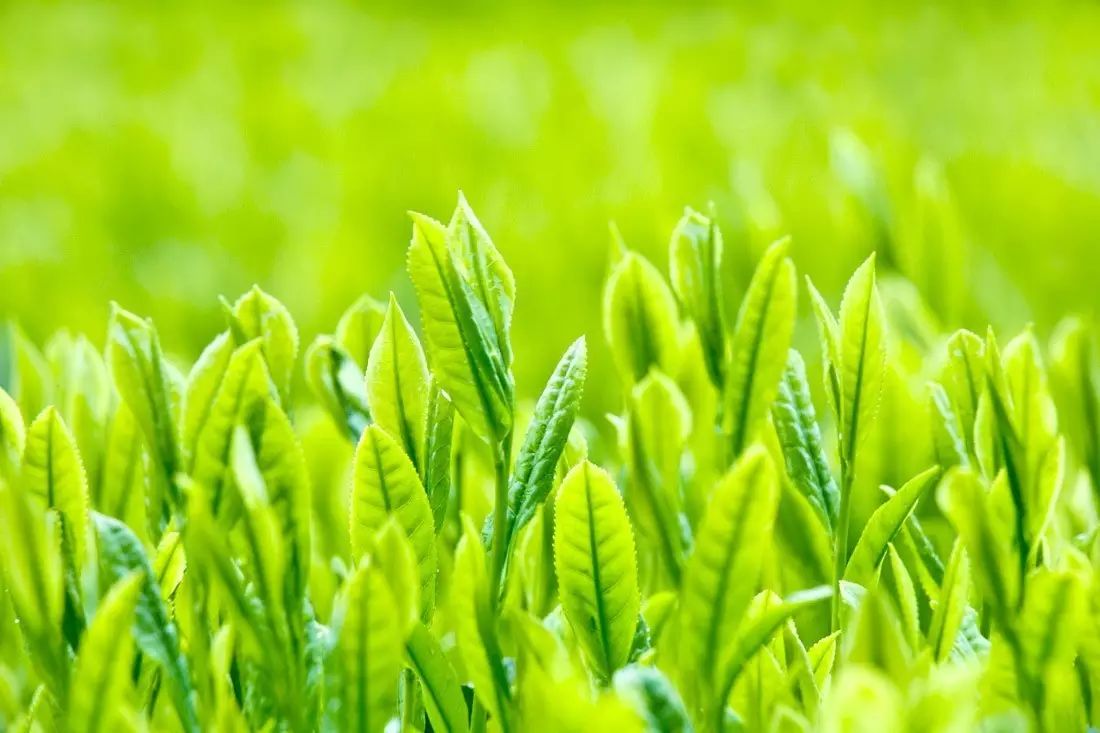 施恩富硒茶是绿茶吗(恩施富硒绿茶多少钱一斤)-硒宝网