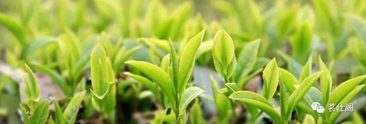 施恩富硒茶是绿茶吗（恩施硒茶和绿茶的区别）-硒宝网