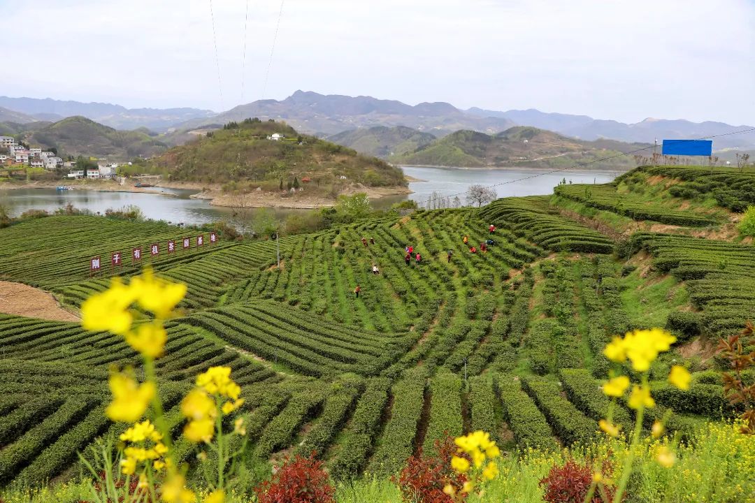 富硒茶对顾客的要求(富硒茶营销策划方案)-硒宝网