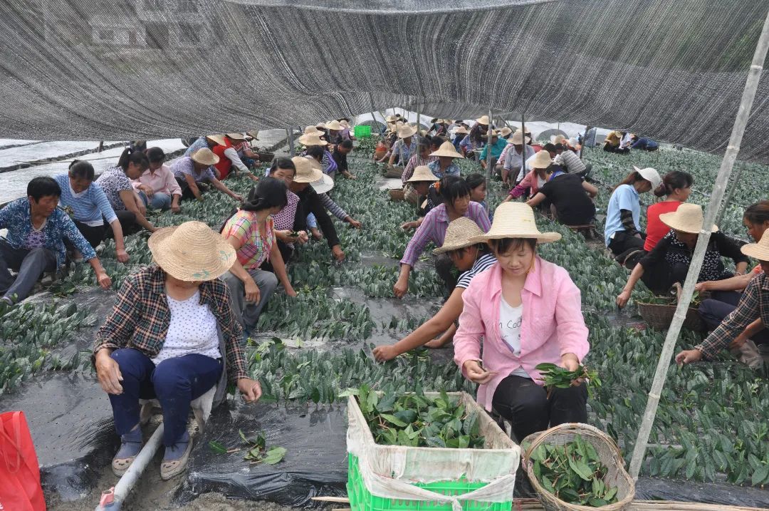 富硒茶对顾客的要求(富硒茶营销策划方案)-硒宝网