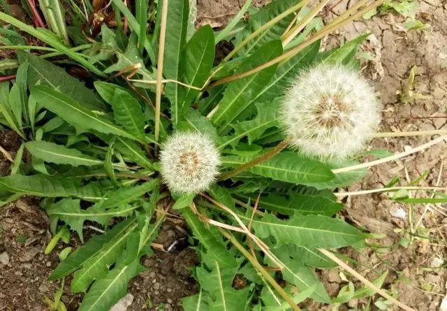 甲亢可以喝富硒茶吗(甲亢患者能服用硒吗)-硒宝网