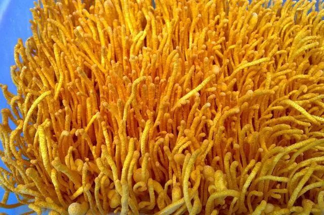 甲亢可以喝富硒茶吗(甲亢患者能服用硒吗)-硒宝网