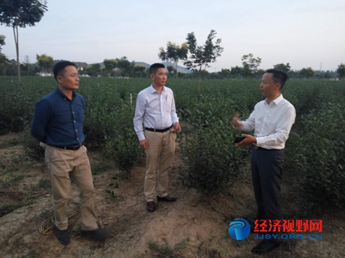 牯牛降野茶富硒绿茶(富硒野茶是绿茶吗)-硒宝网