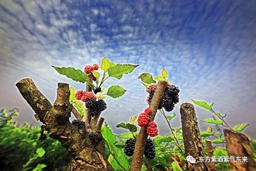 人体中的微量元素（人体微量元素中的防癌之王是谁）-硒宝网