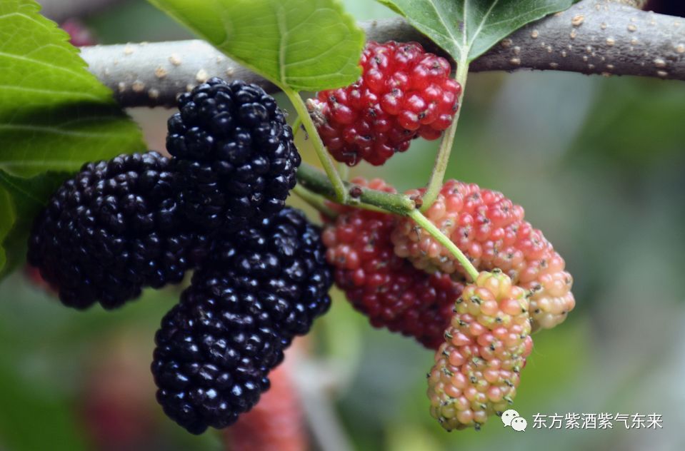 人体中的微量元素（人体微量元素中的防癌之王是谁）-硒宝网