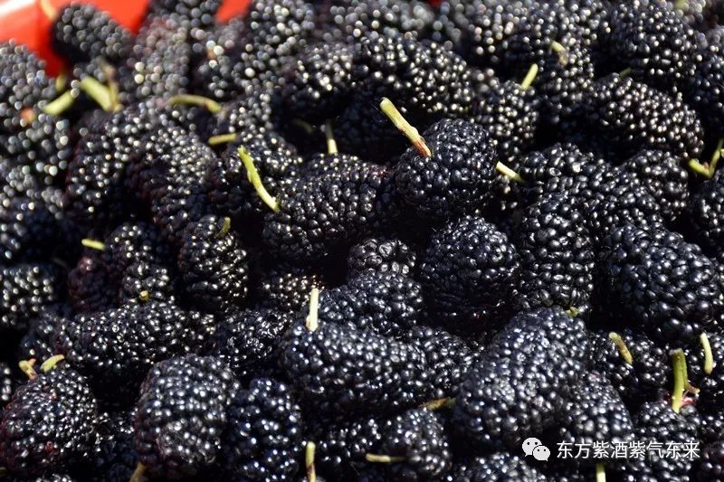 人体中的微量元素（人体微量元素中的防癌之王是谁）-硒宝网