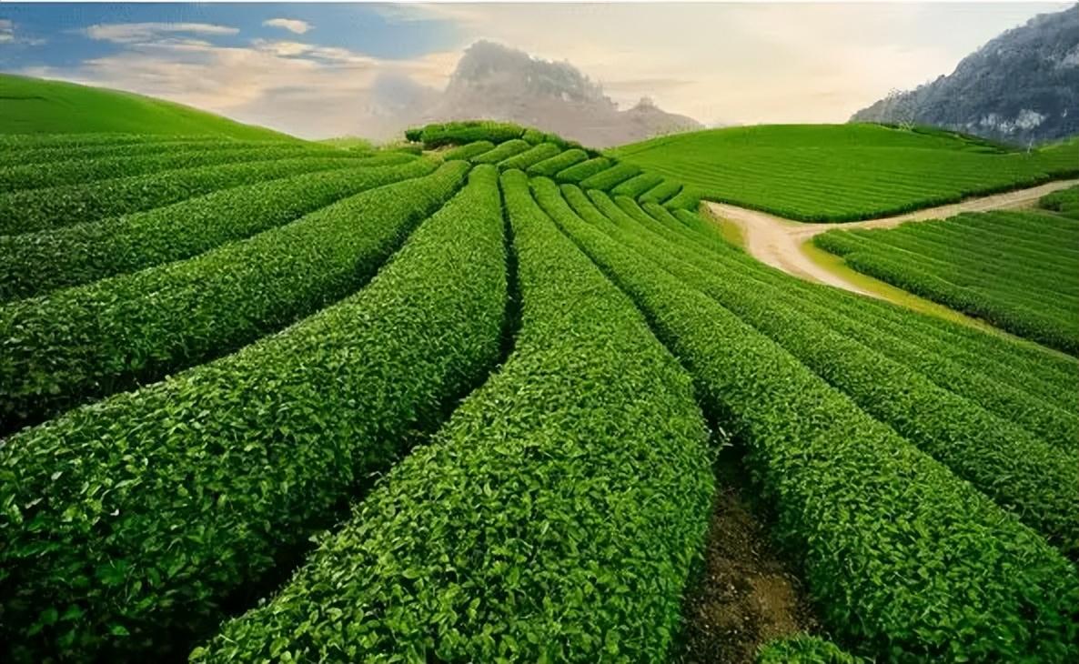 江苏富硒普洱茶供应(供应江苏茶普洱富硒茶的地方)-硒宝网