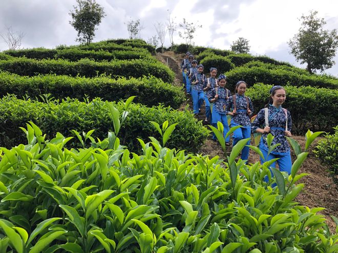 万亩红壤富硒有机茶(茶机富硒有红壤么)-硒宝网