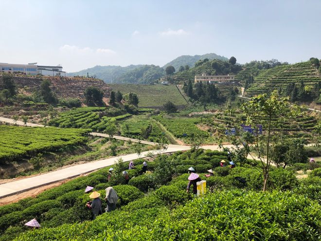 万亩红壤富硒有机茶(茶机富硒有红壤么)-硒宝网