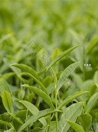 富硒茶的种类和区别（硒茶和富硒茶区别）-硒宝网