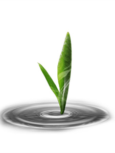 富硒茶的种类和区别（硒茶和富硒茶区别）-硒宝网