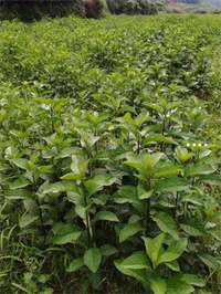 恩施富硒茶排名第几（湖北恩施富硒茶产地）-硒宝网