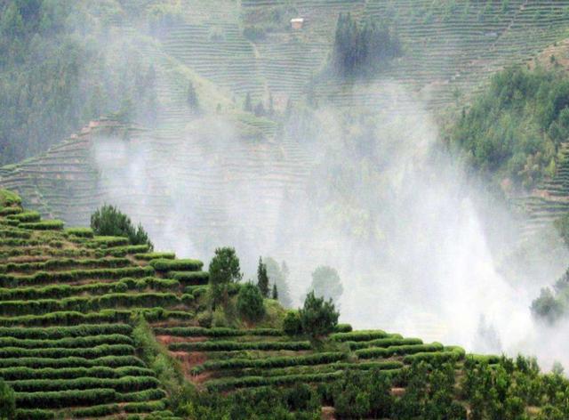 武汉云雾牌富硒贡茶（云雾富硒贡茶价格）-硒宝网