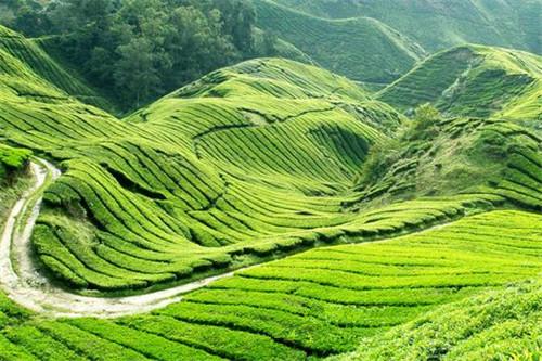 富硒茶翠芽毛峰银针(翠芽茶和毛尖的区别)-硒宝网