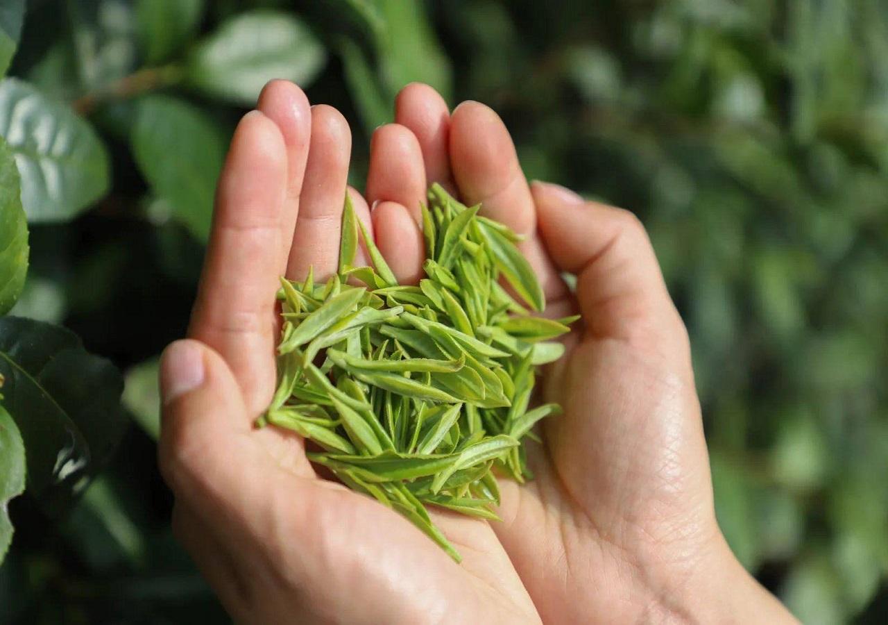 富硒茶翠芽毛峰银针（毛峰和翠芽哪个贵）-硒宝网