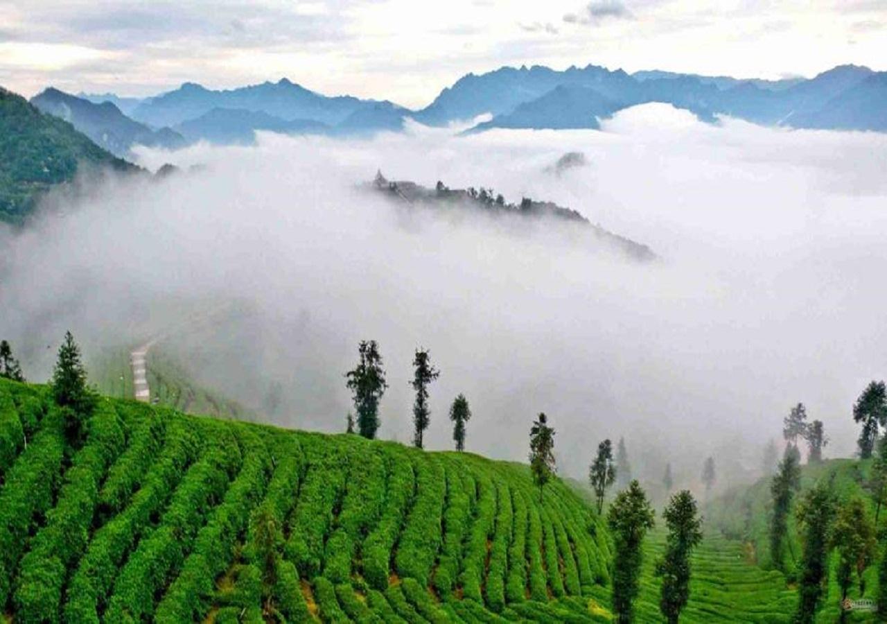 富硒茶翠芽毛峰银针（毛峰和翠芽哪个贵）-硒宝网