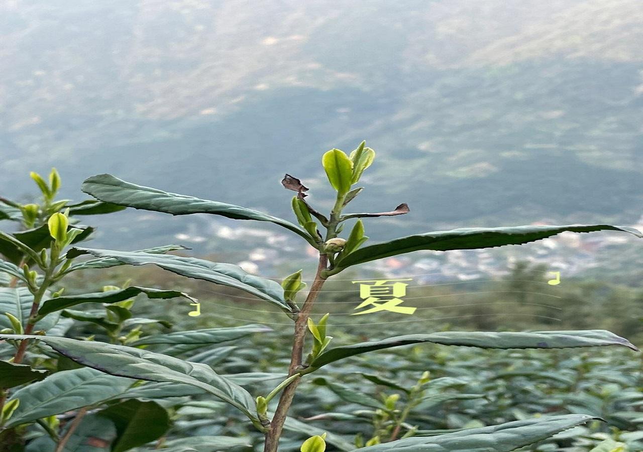 富硒茶翠芽毛峰银针（毛峰和翠芽哪个贵）-硒宝网