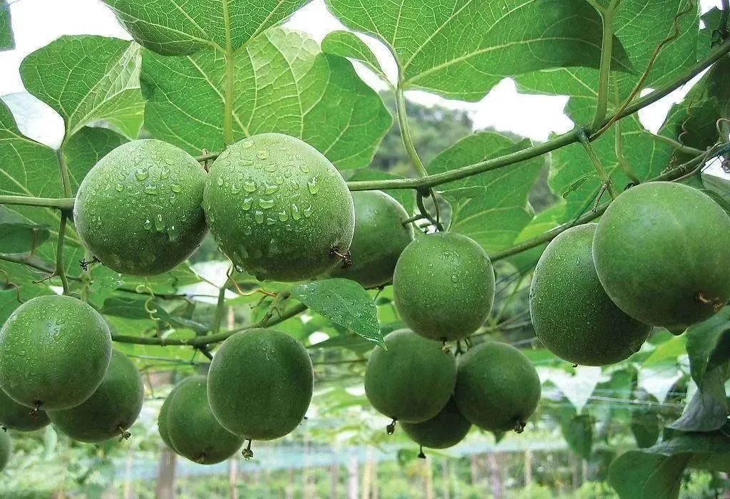 辽宁富硒普洱茶加工（富硒茶批发）-硒宝网