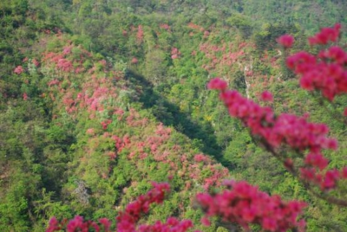 和天下52度富硒茶(茶天下有限公司)-硒宝网
