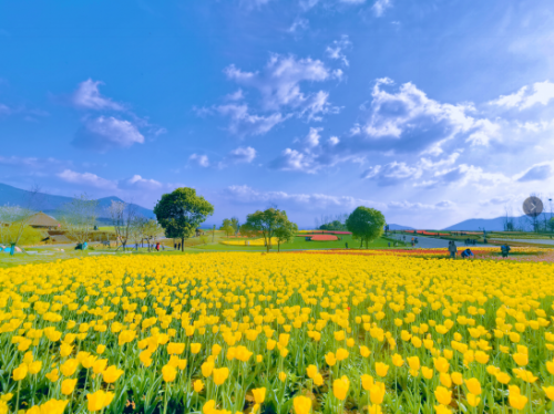 和天下52度富硒茶(茶天下有限公司)-硒宝网