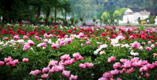 和天下52度富硒茶(茶天下有限公司)-硒宝网