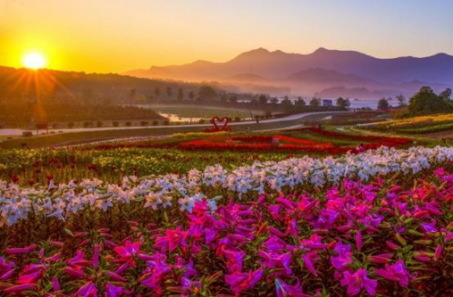 和天下52度富硒茶(茶天下有限公司)-硒宝网