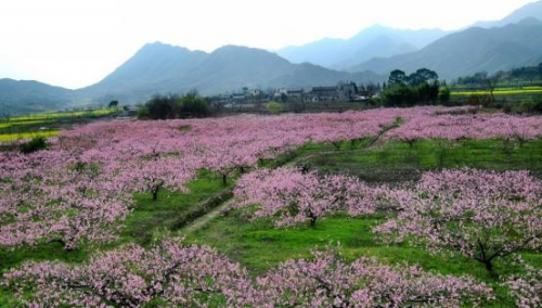 和天下52度富硒茶(茶天下有限公司)-硒宝网