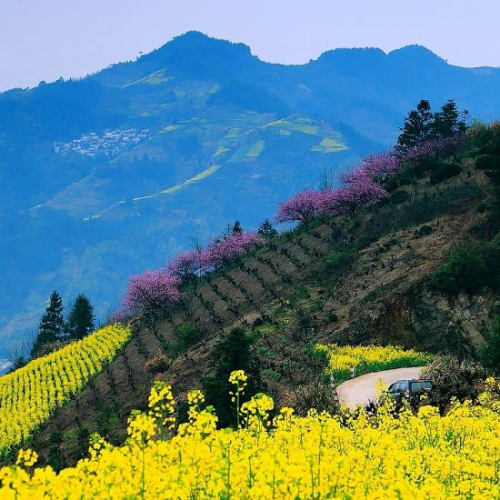和天下52度富硒茶(茶天下有限公司)-硒宝网