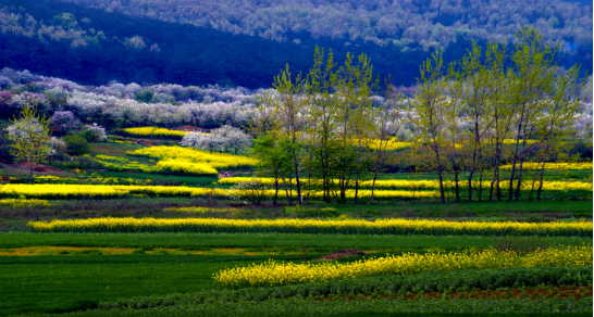 和天下52度富硒茶(茶天下有限公司)-硒宝网