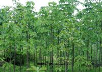 恩施富硒茶叶花枝茶（恩施花枝茶价格）-硒宝网