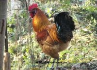 恩施富硒茶叶花枝茶（恩施花枝茶价格）-硒宝网