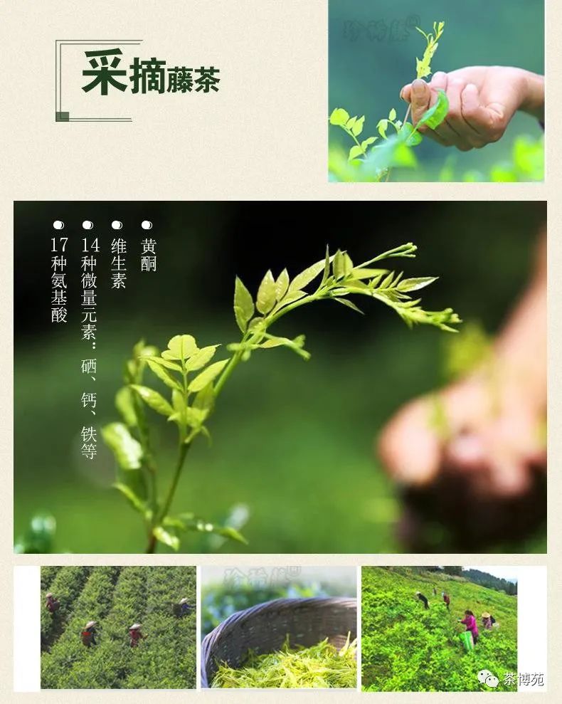 富硒霉茶有什么功效（霉茶有什么功能和疗效）-硒宝网