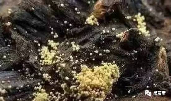 富硒黑茶功效与作用（富硒黑茶多少钱）-硒宝网