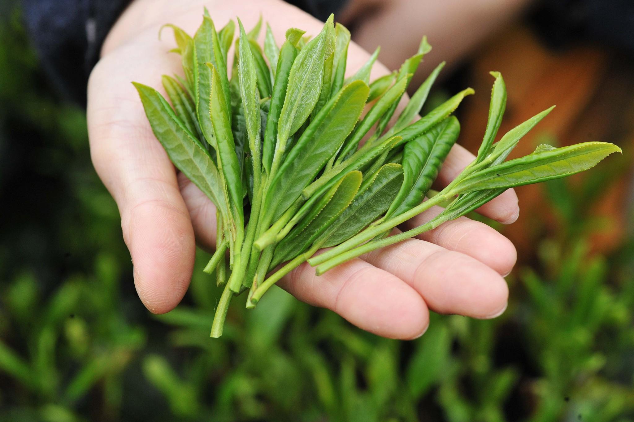 蓝芝茶业富硒有机茶(蓝芝茶叶)-硒宝网