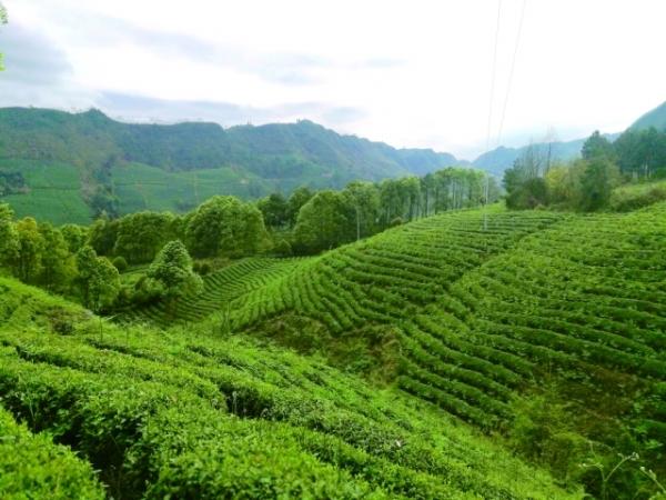 蓝芝茶业富硒有机茶(蓝芝茶叶)-硒宝网